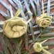 This arrangement was used to embellish the front door to the chapel at my church.