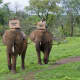 OCC shoeboxes delivered by elephant in Zimbabwe.