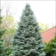 Concolor Fir, also known as White Fir