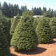 Grand Fir