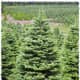 Noble Fir