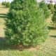 Eastern White Pine