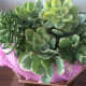 Succulents don't need much attention, though they're natural attention grabbers—with or without flowers.