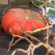 thanksgiving-centerpieces-using-succulents-and-other-drought-resistant-plants