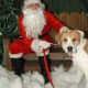 Even dogs are scared of Santa. Rover knows a creeper when he sees one.