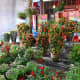 Other than traditional Chinese New Year plants like Cockscombs and Phoenix Tails, all sorts of other plants are sold at the festive flower bazaars too.