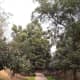 My everyday walking path, with green trees, and bushes on either side of the track