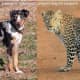 Dogs like Leopard