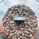 Fresh coffee beans have a glossy appearance and an oily feel.