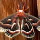 A Cercropia Moth on a Barn Door