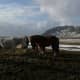 Icelandic Horses in Their Homeland