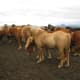 Icelandic Horses in the Wind