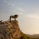 the-lion-king-2019-a-ranting-movie-review