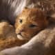 Tiny, adorable lion cub... in 3D!