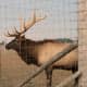 Elk and llamas are less common.