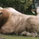 Cows and swine are common livestock.