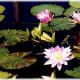 Water lilies in bloom at the St. Louis Botanical Gardens