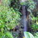 A waterfall in the Climatron of the St. Louis Botanical Gardens