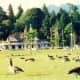 Many Canadian geese near Stanley Park in Vancouver 