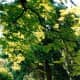 Beautiful trees in Stanley Park