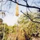 Australian Grass Tree ( Xanthorrhoeaceae)