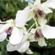 Beautiful orchids from the Marie Selby Botanical Gardens