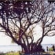A Bo Tree (Ficus religiosa) Taken from a sign posted by the tree... "Sacred to both Hindus and Buddhists, the Bo tree is the most revered tree in the world. The Buddha meditated for six years under a Bo tree and there received the enlightenment."