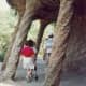 Retaining walls and sturdy supports for the roadway above in Güell Park