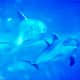 These wonderful creatures can also be viewed while they are swimming under the water.