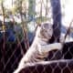 Playful White Striped Tiger at the Mirage Hotel Secret Garden