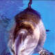 The beautiful bottle nosed dolphin at the Mirage Hotel in Las Vegas