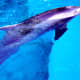 One of the dolphins in the Mirage pool