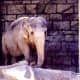 Asian Elephant named "Gildah" at Mirage Hotel