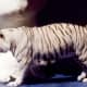 White Striped Tiger at Mirage Hotel 