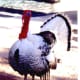 This turkey was in with the elephant at the Mirage Hotel.