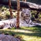 White Striped Tiger