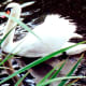 White swan on the Salado Creek alongside Los Patios