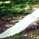 White Peacock on the grounds of Los Patios in San Antonio, TX