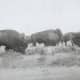 "Note scars on some of these big bulls. Wind Cave National Park"
