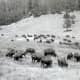 "Buffalo in Custer State Park"