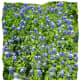 Texas Bluebonnets