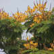 Ornamental Shrubs. The Golden-Rain Tree 