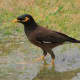 Birds of Lumpini. Common Myna Bird - one of the most ubiquitous of all Thai birds