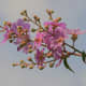 Crepe Myrtle, a small flowering tree, common in Lumpini Park