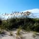 Sea Oats protecting the sand dunes,  Cape Hatteras National Seashore, NC Outer Banks