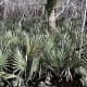 McCurtain Sabal Minor Palms found in the wild