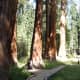 travel-the-usa-in-an-rv-from-la-via-sequoia-yosemite-lake-tajoe-ketchum-and-sun-valley-to-yellowstone-national-park