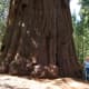 Staying inside Sequoia National Park