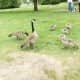 Canada geese and their goslings