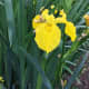 A yellow flag iris by the lake